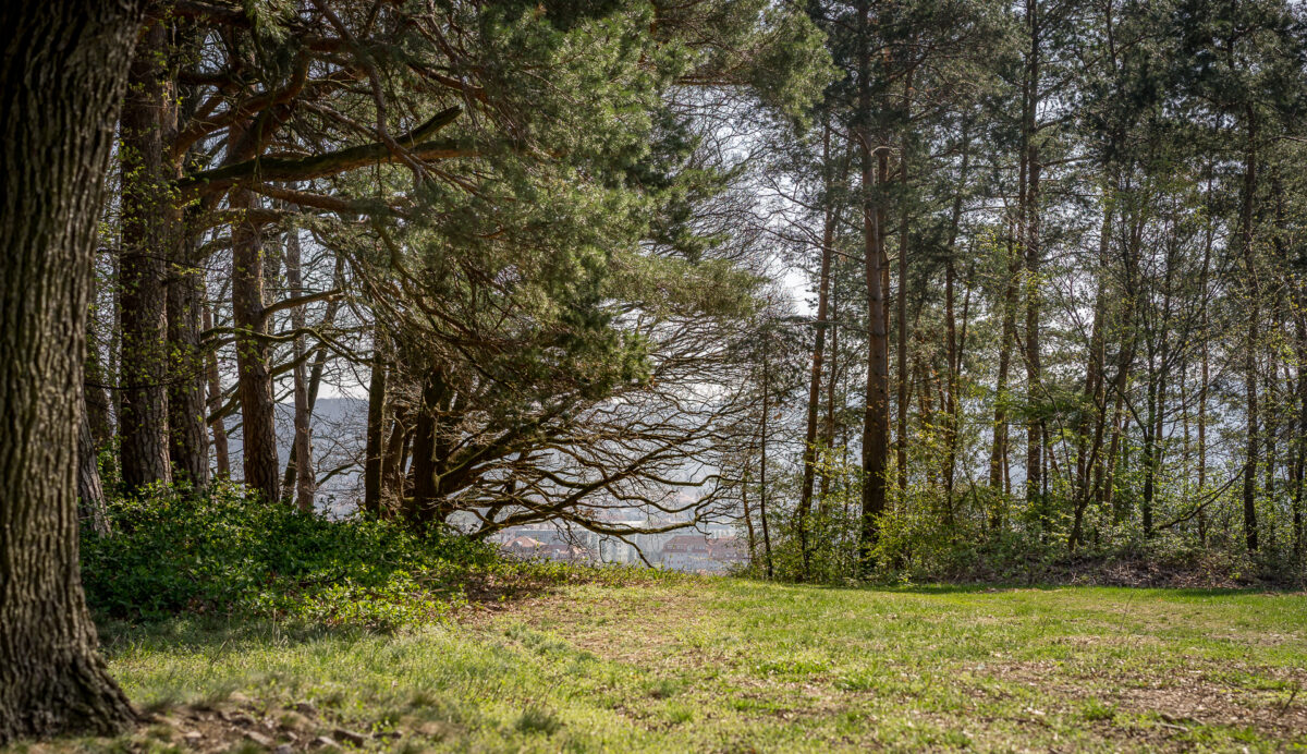 Waldlichtung mit Bäumen und sonnigem Himmel