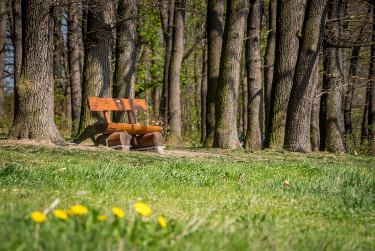 Holzbank im Wald mit Löwenzahn im Vordergrund