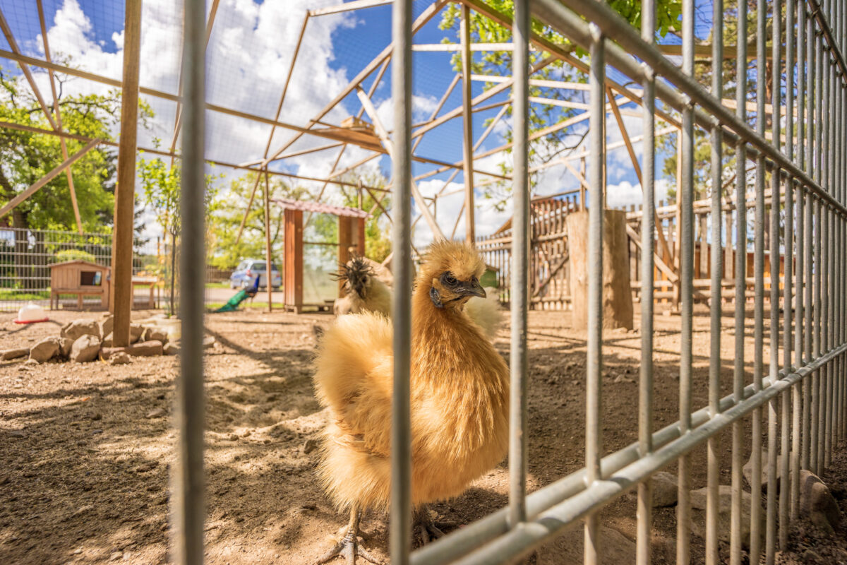 Huhn im Gehege bei Sonnenschein