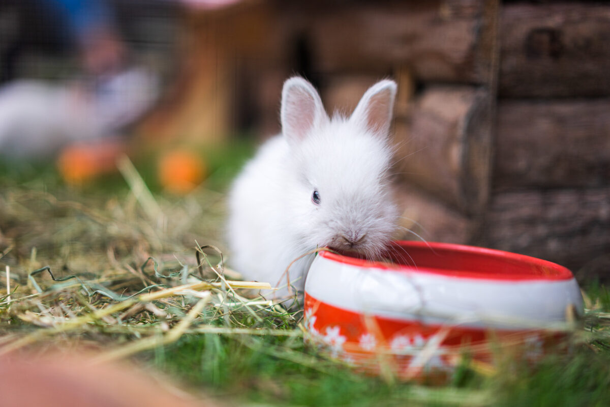 Kaninchen, Hase trinkt aus einer roten Schüssel